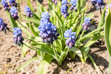 Muscari Flower, Vegan onion or Mouse hyacinth.