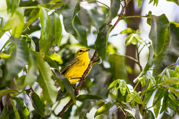 Cayman's Warbler