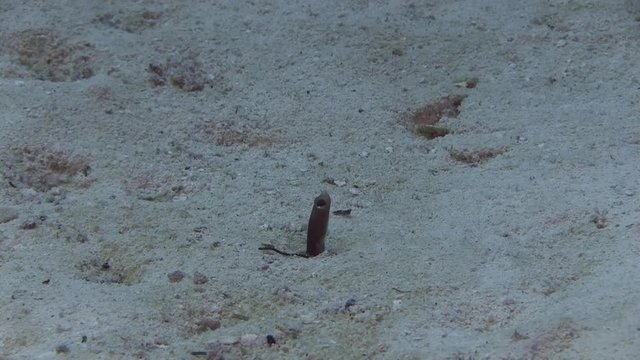Garden eel in the bottom of Caribbean sea