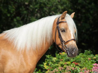 portrait of beautiful palomino welsh pony