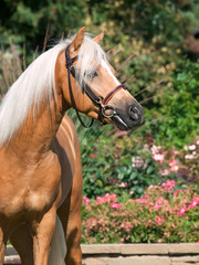 portrait of beautiful palomino welsh pony