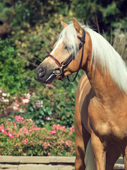 portrait of beautiful palomino welsh pony