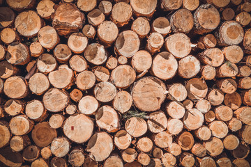 A pile of cut wood stump log texture
