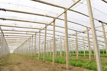 Obraz premium greenhouses