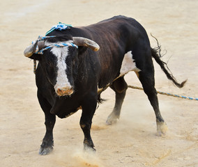 bull