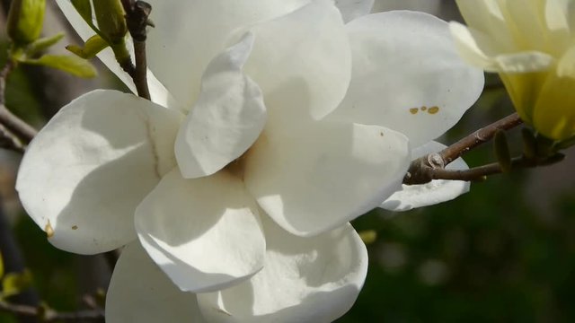 Beautiful magnolia bloom in sunshine.