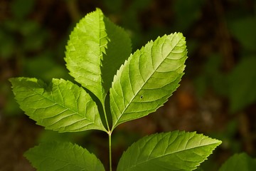 Green Leaves Background