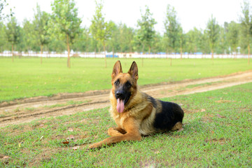 A dog on the grass