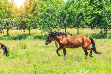 Obraz na płótnie Canvas Horse on a green grass,country summer landscape