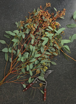 Beautiful eucalyptus and flower pruner for creation beautiful bouquets on dark background