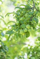 Green plums on the tree