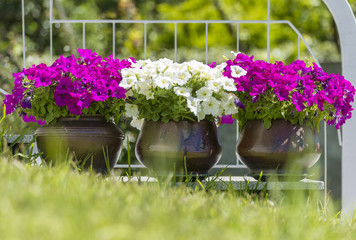 Violet and white flowers planted in pots