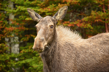Rainy Day Moose Cow, Alces alces