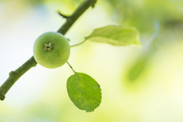 Green apple on the tree
