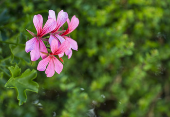 Pink flowers on green background
