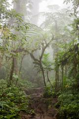 Deep in lush foggy rainforest
