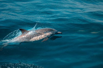 Dolphin