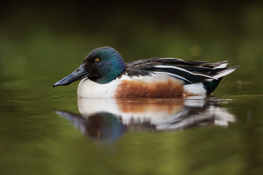 Northern Shoveler, Shoveler, Anas clypeata © Maciej Olszewski