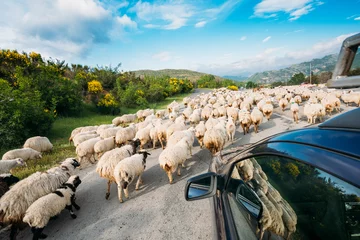 Papier Peint photo Lavable Moutons Georgia Caucasus Back View From Car Window Of Flock Of Sheep Moving