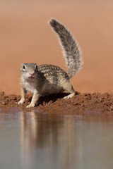 Mexican Ground Squirrel