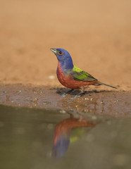 Painted Bunting