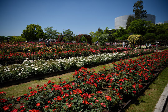 1 116 Best 万博記念公園 Images Stock Photos Vectors Adobe Stock 1 116 Best 万博記念公園 Images Stock Photos Vectors Adobe Stock