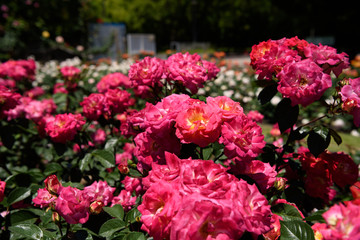 万博記念公園　バラ園