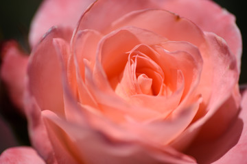 万博記念公園　バラ園