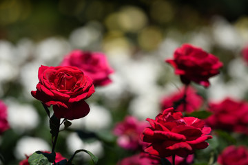 万博記念公園　バラ園