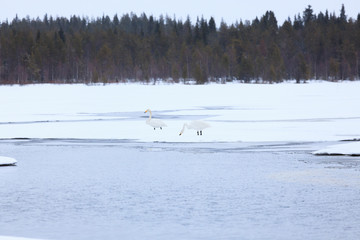 Swans on partially frozen lake