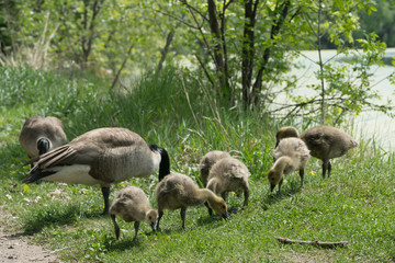 geese with goslings in the Spring 