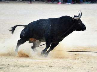 bull
