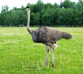ostrich on grass, summer time