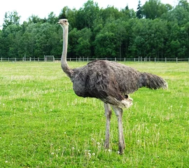 Cercles muraux Autruche ostrich on grass, summer time