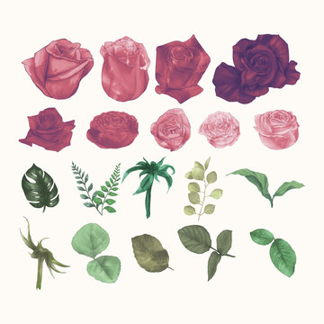 Set Collection of Watercolor Roses Hand Draw Paint Vector
