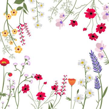 Wild Flowers Vector Illustration
