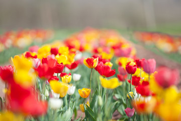 Fototapeta na wymiar tulip flowers in garden with bright colors