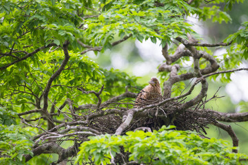 Young tiger heron in treetop nest
