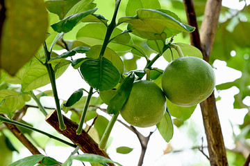 Pomelo