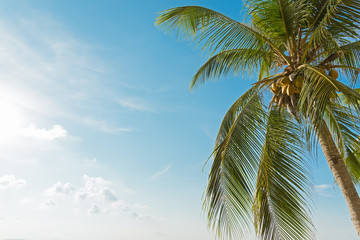 Fototapeta na wymiar Coconut or palm tree with blue sky and clouds
