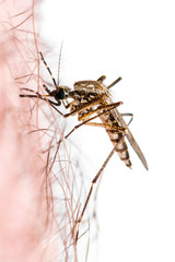 Naklejka premium Infected Mosquito Bite Isolated on White