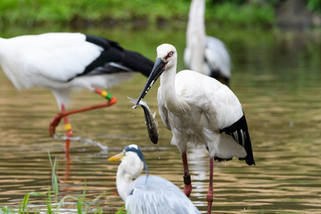 魚を食べるコウノトリ