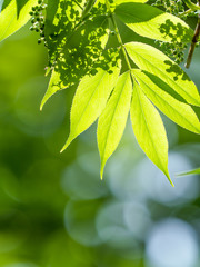 新緑の葉