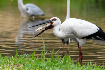 魚を食べるコウノトリ