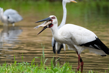 魚を食べるコウノトリ