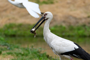 魚を食べるコウノトリ