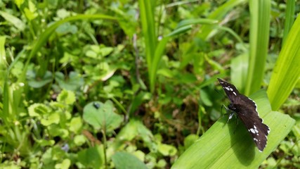 ダイミョウセセリ skipper butterfly