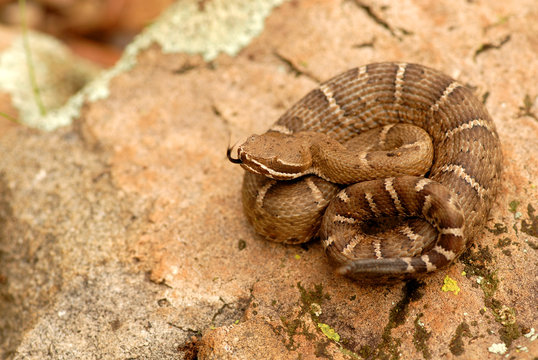 Crotalus willardi
