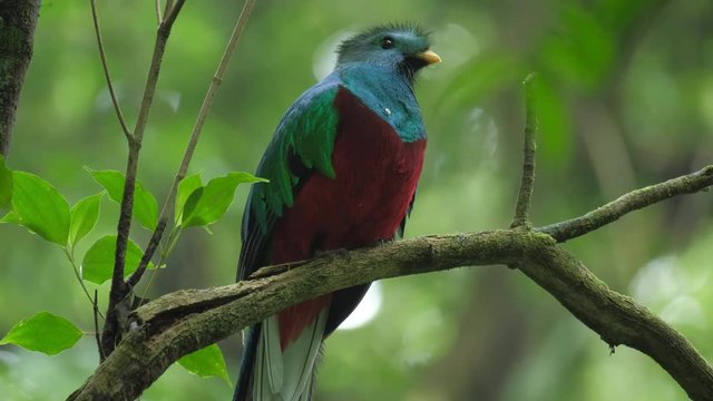 Male of Resplendent quetzal (Pharomachrus mocinno) sits on the branch in the humid forest of Monteverde National Park. Costa Rica
