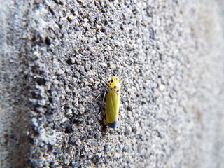 ツマグロオオヨコバイ leafhopper
